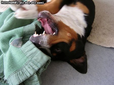 Grosser Schweizer Sennenhund Hunde Foto 15810 in höherer Auflösung ansehen Grosser Schweizer Sennenhund Napoleon beim kampf mit seiner Decke