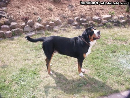 Grosser Schweizer Sennenhund Hunde Foto 9907 Grosser Schweizer Sennenhund Napoleon in Pose