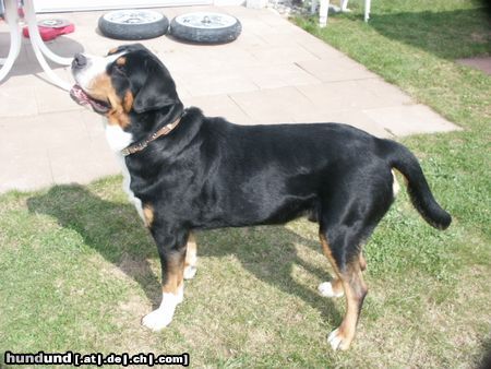Grosser Schweizer Sennenhund Hunde Foto 9908 Grosser Schweizer Sennenhund Napoleon in Pose2