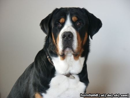 Grosser Schweizer Sennenhund Hunde Foto 9909 Grosser Schweizer Sennenhund Napoleon von Studerswilen