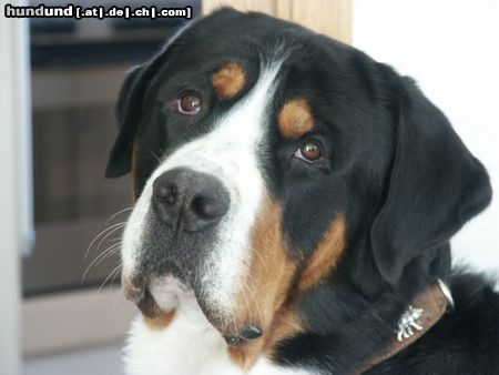 Grosser Schweizer Sennenhund Hunde Foto 9910 Grosser Schweizer Sennenhund Napoleon von Studerswilen