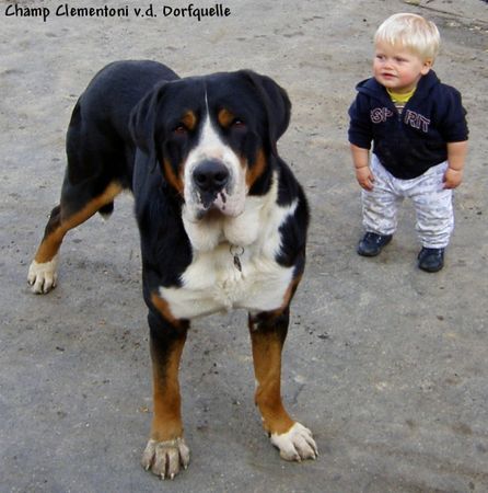 Grosser Schweizer Sennenhund Champ Clementoni v.d.Dorfquelle