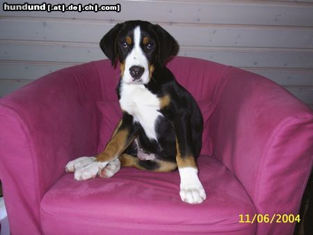Grosser Schweizer Sennenhund Hunde Foto 16943 in höherer Auflösung ansehen Grosser Schweizer Sennenhund Unser Eddy mit 5 Monaten