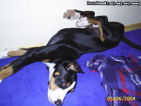 Grosser Schweizer Sennenhund Hunde Foto 16945 in höherer Auflösung ansehen Grosser Schweizer Sennenhund reck dich - streck dich