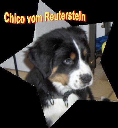 Grosser Schweizer Sennenhund Hunde Foto 27080 Grosser Schweizer Sennenhund Chico vom Reuterstein *25.08.05