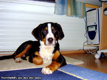 Grosser Schweizer Sennenhund Hunde Foto 9667 Grosser Schweizer Sennenhund Basko nach 5 Monaten