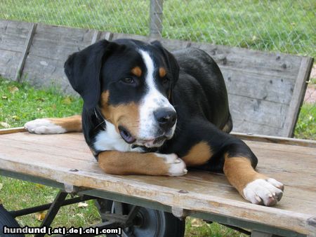 Grosser Schweizer Sennenhund Hunde Foto 14739 Grosser Schweizer Sennenhund Sammy 7 Monate alt....