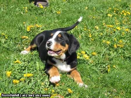 Grosser Schweizer Sennenhund Hunde Foto 15527 in höherer Auflösung ansehen Grosser Schweizer Sennenhund schön ist es auf der Welt zu sein... Sammy (Eiger vor Kohlereschlucht)