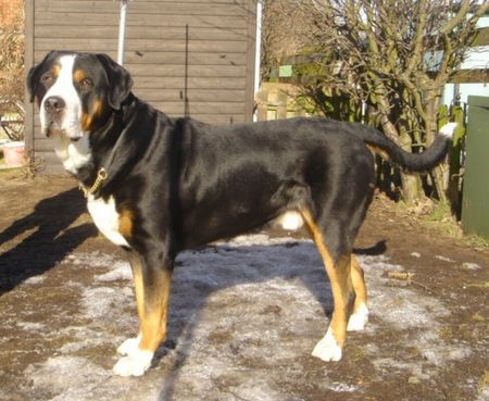Grosser Schweizer Sennenhund Anton (Samson) 2006