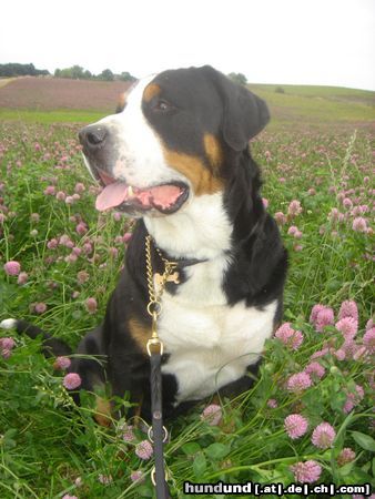 Grosser Schweizer Sennenhund Samson, sitting in a clover field