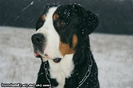 Grosser Schweizer Sennenhund Hunde Foto 9304 Grosser Schweizer Sennenhund Anton (Samson) 3 jahre.