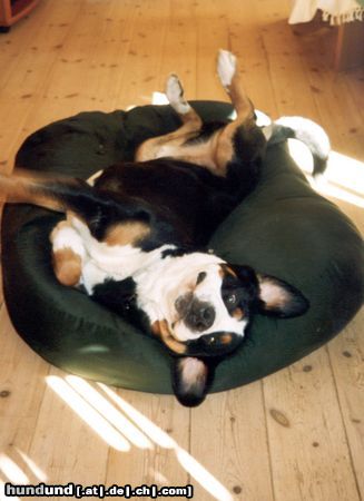 Grosser Schweizer Sennenhund Hunde Foto 10136 Grosser Schweizer Sennenhund Anton (Samson) in his bed