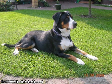 Grosser Schweizer Sennenhund Anni mit 11 Monaten