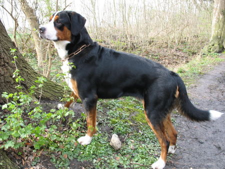 Grosser Schweizer Sennenhund Hunde Foto 41410 Grosser Schweizer Sennenhund Maddox wünscht allen schöne Ostertage