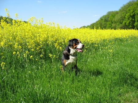 Grosser Schweizer Sennenhund Hunde Foto 41888 Grosser Schweizer Sennenhund Maddox im blühenden Rapsfeld