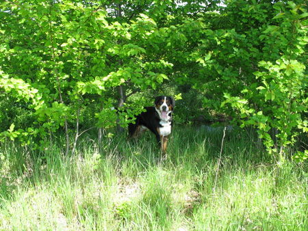 Grosser Schweizer Sennenhund Hunde Foto 41889 Grosser Schweizer Sennenhund Yeah, Schatten.....