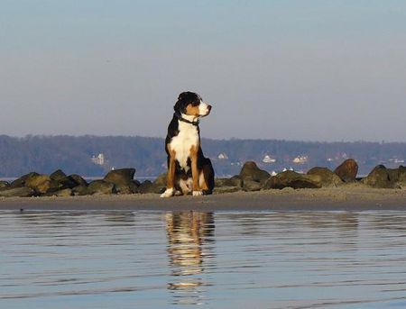Grosser Schweizer Sennenhund Moses, 8 Monate