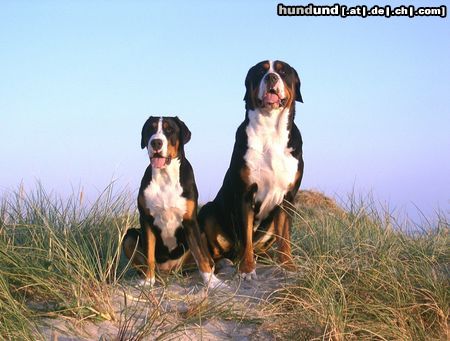 Grosser Schweizer Sennenhund Hunde Foto 23214 Grosser Schweizer Sennenhund Costa vom Koblenzer Schloss und von Pedersen`s Bantje