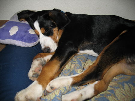 Grosser Schweizer Sennenhund Hunde Foto 36520 Grosser Schweizer Sennenhund Wer viel schläft, der sündigt nicht... (Maja, 5 Monate)