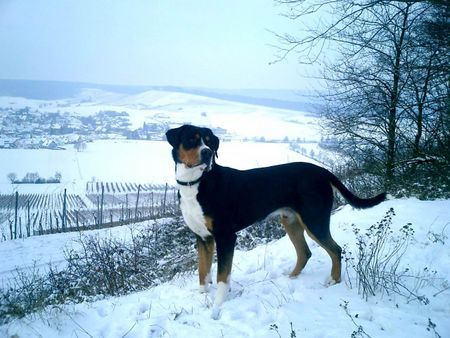 Grosser Schweizer Sennenhund Hunde Foto 31685 Grosser Schweizer Sennenhund Baron von Blasenneuhaus ( Baro)