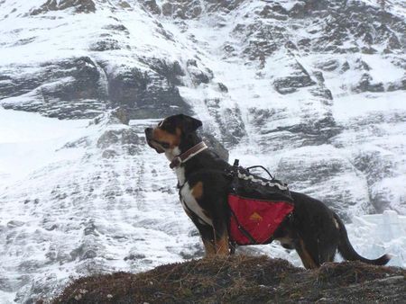 Grosser Schweizer Sennenhund Hunde Foto 28338 in höherer Auflösung ansehen Grosser Schweizer Sennenhund der König der Berge