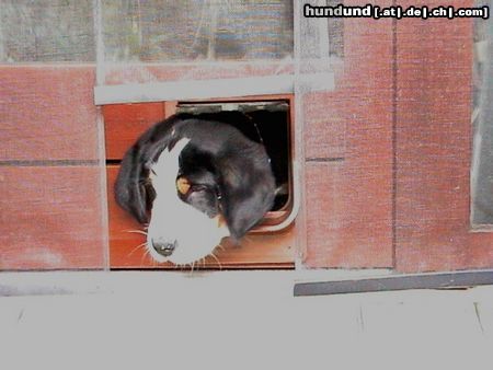 Grosser Schweizer Sennenhund Hunde Foto 8255 Grosser Schweizer Sennenhund Ich will hier raus !!!