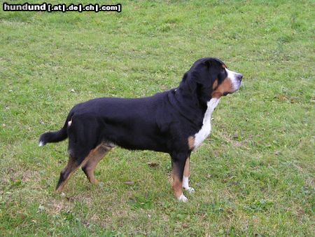 Grosser Schweizer Sennenhund Hunde Foto 15811 Grosser Schweizer Sennenhund Napoleon in Pose (hat einen Hündin entdeckt)
