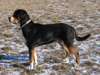 Grosser Schweizer Sennenhund Hunde Foto 35990 Grosser Schweizer Sennenhund