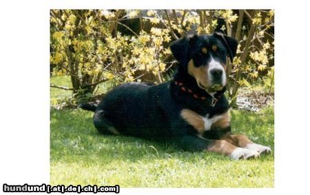 Grosser Schweizer Sennenhund Hunde Foto 4543 Grosser Schweizer Sennenhund Brina, grosser schweizer sennenhund