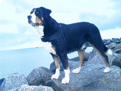 Grosser Schweizer Sennenhund Hunde Foto 35738 in höherer Auflösung ansehen Grosser Schweizer Sennenhund Hier von der Buhne aus kann ich den ganzen Strand überblicken, das ist für mich immer wichtig!