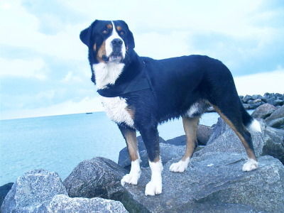 Grosser Schweizer Sennenhund Hier von der Buhne aus kann ich den ganzen Strand überblicken, das ist für mich immer wichtig!