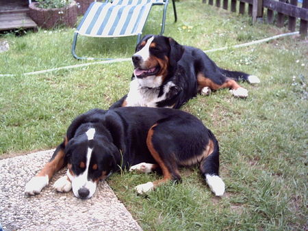 Grosser Schweizer Sennenhund Hunde Foto 35271 in höherer Auflösung ansehen Grosser Schweizer Sennenhund Charly und Sanny