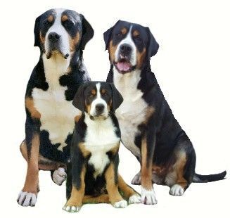 Grosser Schweizer Sennenhund Hunde Foto 36066 in höherer Auflösung ansehen Grosser Schweizer Sennenhund 3 Generationen