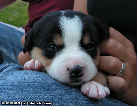 Grosser Schweizer Sennenhund Hunde Foto 22726 in höherer Auflösung ansehen Grosser Schweizer Sennenhund Spike - 3 Wochen alt