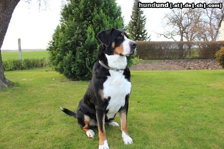 Grosser Schweizer Sennenhund Anni vom Küsterhof 3 Jahre alt
