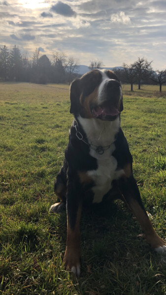 Grosser Schweizer Sennenhund Hunde Foto 47816 Grosser Schweizer Sennenhund Carlos 78 hoch 77kg 5jahre