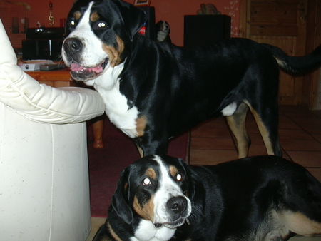 Grosser Schweizer Sennenhund Hunde Foto 27339 Grosser Schweizer Sennenhund wilma und bommel