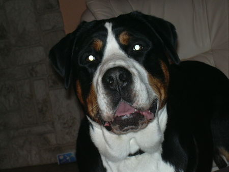 Grosser Schweizer Sennenhund Hunde Foto 27338 Grosser Schweizer Sennenhund bommel unser bär (billy vom reuterstein)