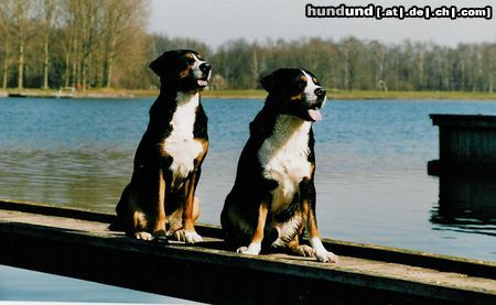 Grosser Schweizer Sennenhund Hunde Foto 4384 Grosser Schweizer Sennenhund Bram van de Bonnebelle en Thijs van de Samaika