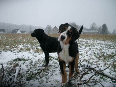 Grosser Schweizer Sennenhund Hunde Foto 29563 Grosser Schweizer Sennenhund Balou, 5 Monate und Joy im Schnee