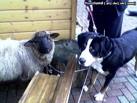 Grosser Schweizer Sennenhund Hunde Foto 26527 in höherer Auflösung ansehen Grosser Schweizer Sennenhund