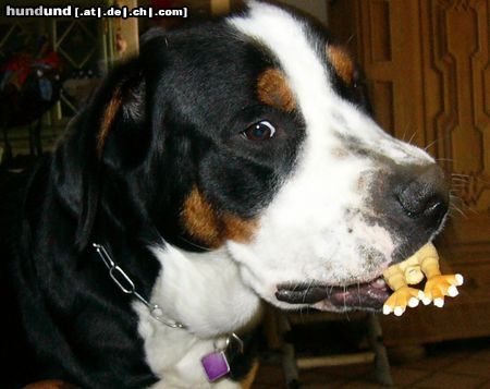 Grosser Schweizer Sennenhund Hunde Foto 12084 Grosser Schweizer Sennenhund Leo 15 Monate