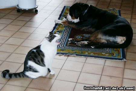 Grosser Schweizer Sennenhund Hunde Foto 8873 Grosser Schweizer Sennenhund Hund und Katz