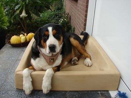 Grosser Schweizer Sennenhund Hunde Foto 37327 in höherer Auflösung ansehen Grosser Schweizer Sennenhund Maja ind Monas Kudde