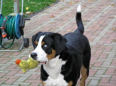 Grosser Schweizer Sennenhund das macht ja richtig spass....