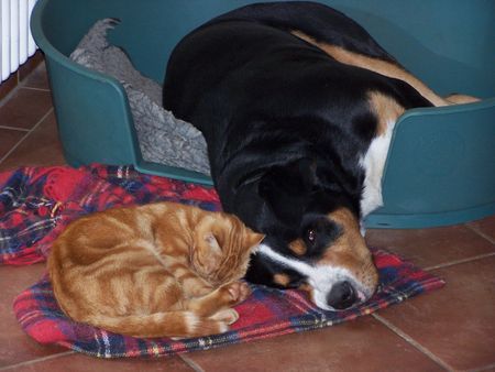 Grosser Schweizer Sennenhund Hunde Foto 35254 Grosser Schweizer Sennenhund Mister und Murdock