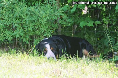 Grosser Schweizer Sennenhund Hunde Foto 20734 Grosser Schweizer Sennenhund Anton (Samson)
