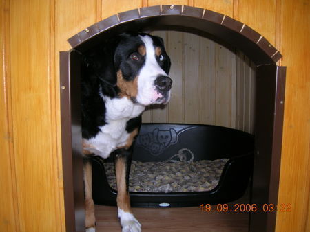 Grosser Schweizer Sennenhund Hunde Foto 42582 Grosser Schweizer Sennenhund was ist denn nur los verdammt!!!