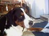 Grosser Schweizer Sennenhund Foto: Der stolze Papa Charly (ID 35273) Grosser Schweizer Sennenhund Hund
