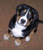 Grosser Schweizer Sennenhund Foto: 9 wochen (ID 37529) Grosser Schweizer Sennenhund Hund